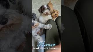 Schnauzer Puppy Hoover schnauzerpuppy puppy minitureschnauzer pets cute [upl. by Sidoon543]