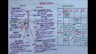 16 Sindirim Sistemi Organları Kimyasal Sindirim ve Besinlerin Emilimi [upl. by Kaliski]