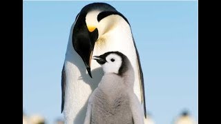 Facts The Emperor Penguin [upl. by Rdnaskela]