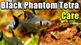 An Awesome Tetra Black Phantom Tetra Care [upl. by Ylrrad]