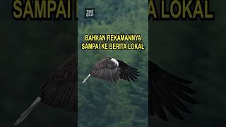 Video Elang Ini Mengejutkan [upl. by Radnaxela]