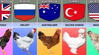 Chicken Breeds From Different Countries comparison video comparison data Almas Data [upl. by Cerveny]