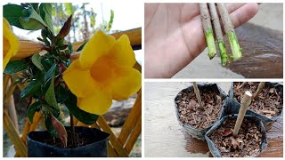 How To Grow Allamanda Flowers From Cuttings [upl. by Kroo885]