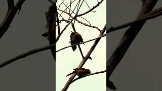 Yellow billed babbler [upl. by Lynette543]