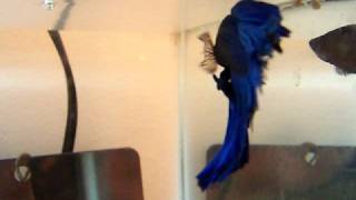 Siamese Fighting Fish Fin Rot On The Mend [upl. by Anaidirib]