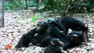 Chimps Chase And Eat Monkey [upl. by Adraynek]