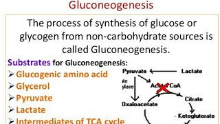 Gluconeogenesis Mechanism and significance [upl. by Niknar]