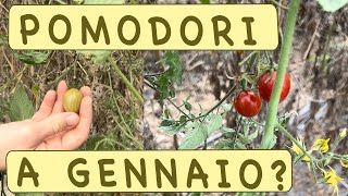 POMODORI a GENNAIO [upl. by Dent]