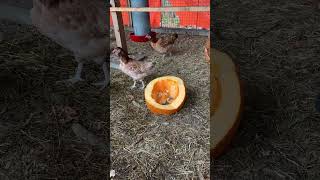 Baby chicken Pioppino enjoying some pumpkin [upl. by Hayward]