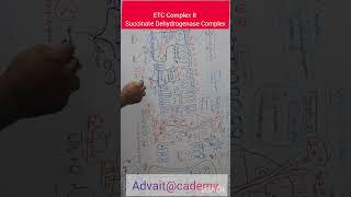 ETC Complex II Succinate Dehydrogenase Complex [upl. by Alford]