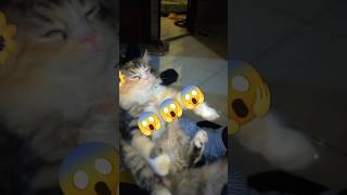 Dedek Monet 🥰🌷 cat viralvideo funny [upl. by Wailoo]