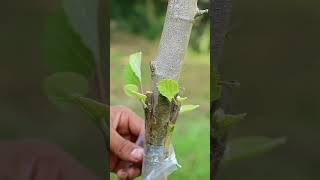 Grafting Fig Fruit Tree Very Easy  graft in fig plant  new techniques [upl. by Anetsirk]