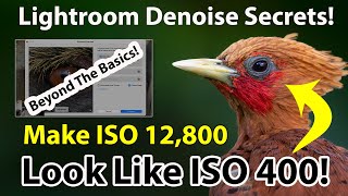 Lightroom Denoise Secrets Make ISO 12800 Look Like ISO 400 [upl. by Haneeja175]