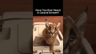 How A Caracal Sounds Like [upl. by Ecined]