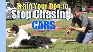 Train your Dog to STOP CHASING amp LUNGING at CARS Where to Start [upl. by Nnylram]