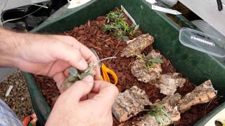 Mounting orchids on to cork bark in this case Aerangis punctata [upl. by Wiltz]