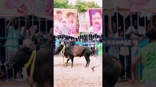 மதுரை பெத்தாம்பட்டி வடத்தில் pethampatti vatam vatam jallikattu madhurai vatamanchuvirattu [upl. by Wong]