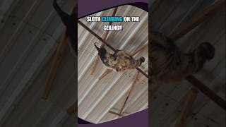 THIS SLOTH CLIMBED ON THE CEILING DIRECTLY ABOVE ME [upl. by Atalanta]