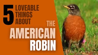 5 Lovable things About the American Robin [upl. by Neelyar]