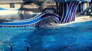 Sea World Orlando  Dolphin show Blue Horizons [upl. by Assila230]