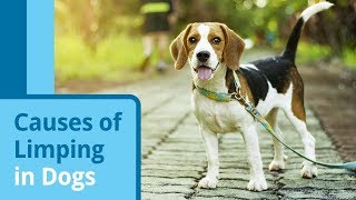 Causes of Limping in Dogs [upl. by Kaitlyn630]