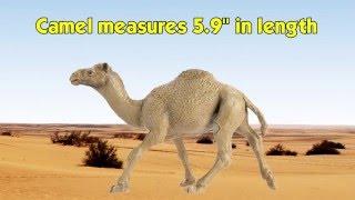 Safari Ltd® Wild Safari® Wildlife Dromedary Camel [upl. by Allister]