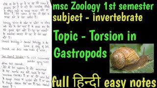 Torsion in gastropoda  Invertebrate  msc Zoology 1st semester [upl. by Hcnarb]