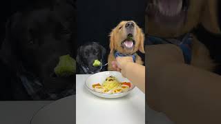 I Let My Brother Golden Eat My Last Broccoli Golden and Labrador Cute Pet Debut Plan [upl. by Maharg882]