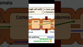 Symplastic and Apoplastic pathway 🤗l Part 2🏝️  viral botanysolution4054 [upl. by Lily]