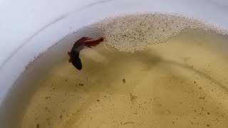 Breeding veiltail Betta male with galaxy koi female [upl. by Eluk670]