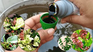 How To Fertilize Plants in Monsoon  Best Fertilizer For Plants  Liquid Organic Fertilizer [upl. by Auqinat]