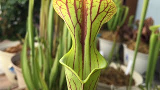 Sarracenia Flava Var Ornata [upl. by Itteb]