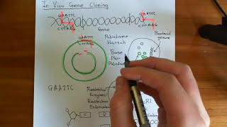 In Vivo Gene Cloning Part 2 [upl. by Rabkin]