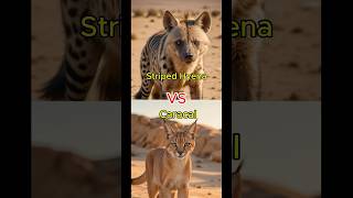 Hyena VS Caracal VS Animals scorpion tiger fox like animals wildlifebattle animalbattle [upl. by Aihc]