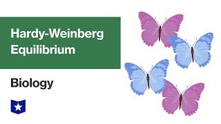 HardyWeinberg Equilibrium  Biology [upl. by Kenwee756]