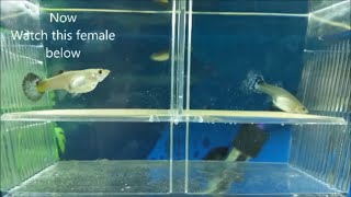 How to breed guppies  different methods for breeding guppies mollies and other livebearers [upl. by Areek115]