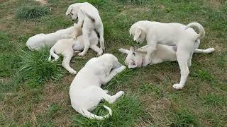 Akbash puppies akbash livestockguardiandog puppy [upl. by Havener787]