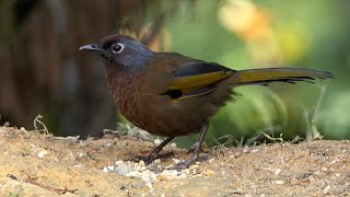 Malayan Laughingthrush in Peninsular Malaysia [upl. by Alisen161]