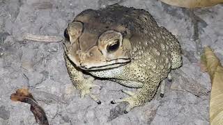 Firebellied toad Bombina bombina [upl. by Ariaz3]