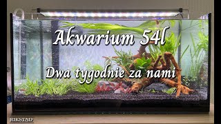 03  Akwarium 54l  Dwa tygodnie za nami [upl. by Collbaith]