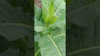 तंबाखू  Tobbaco  Nicotiana tabacum [upl. by Pitchford454]