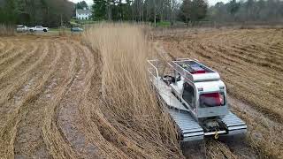 Phragmites removal project in Pembroke MA [upl. by Jeunesse]