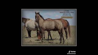 Hoffman Ranch Presents our 2024 Dakota Duns Quarter Horses Annual Sale [upl. by Ellennod614]