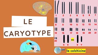 le Caryotype [upl. by Henrique]