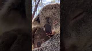 Love of Mother  Mother Protecting her kids from Rain Cold and Snow fog  birds mother love [upl. by Eilagam]