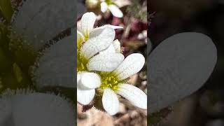 Saxifraga blanca Saxifraga granulata [upl. by Burnsed738]