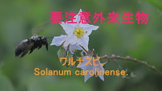 ワルナスビ、Solanum carolinense．有毒ソラニン、要注意外来生物 210718 [upl. by Ahsinom418]