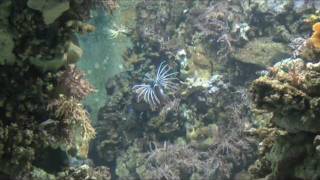 Umbau des Feuerfischbeckens im TropenAquarium Hagenbeck [upl. by Yeldoow424]