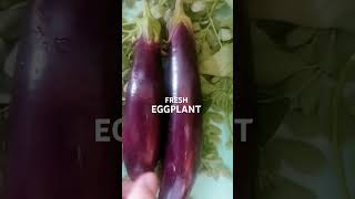 Fresh new harvest eggplant this morningshortsvegetables [upl. by Bigford]