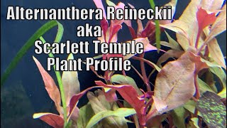 Alternanthera Reineckii  Plant Profile [upl. by Danas632]